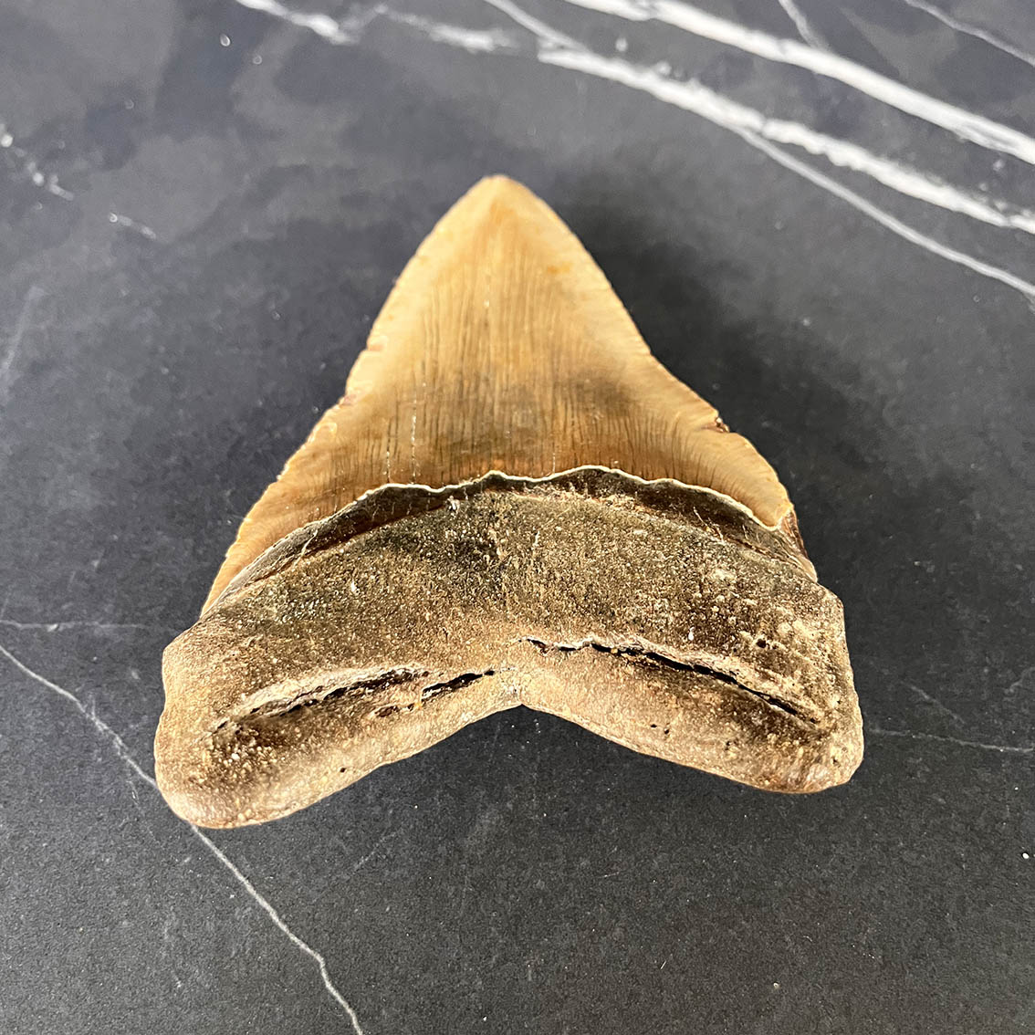 Megalodon Tooth No.72 - Image 7