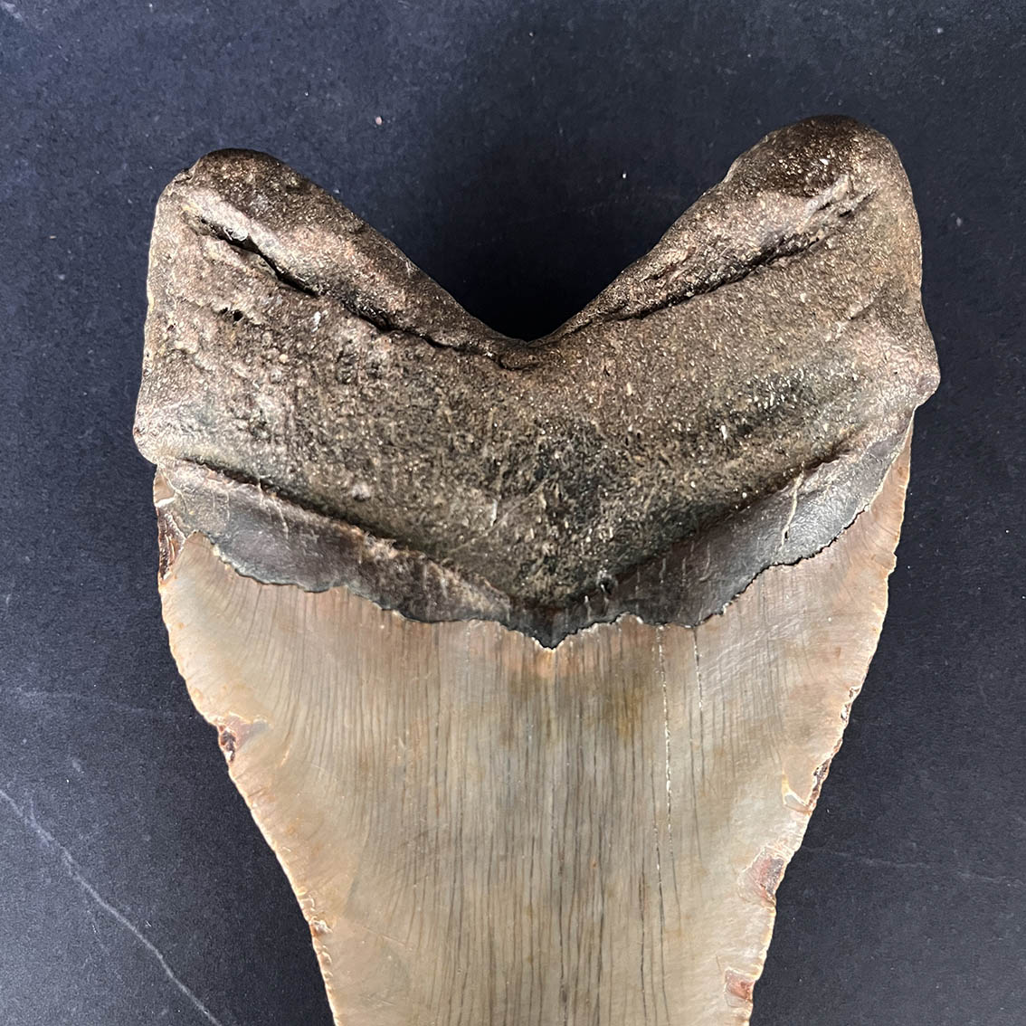 Megalodon Tooth No.72 - Image 8