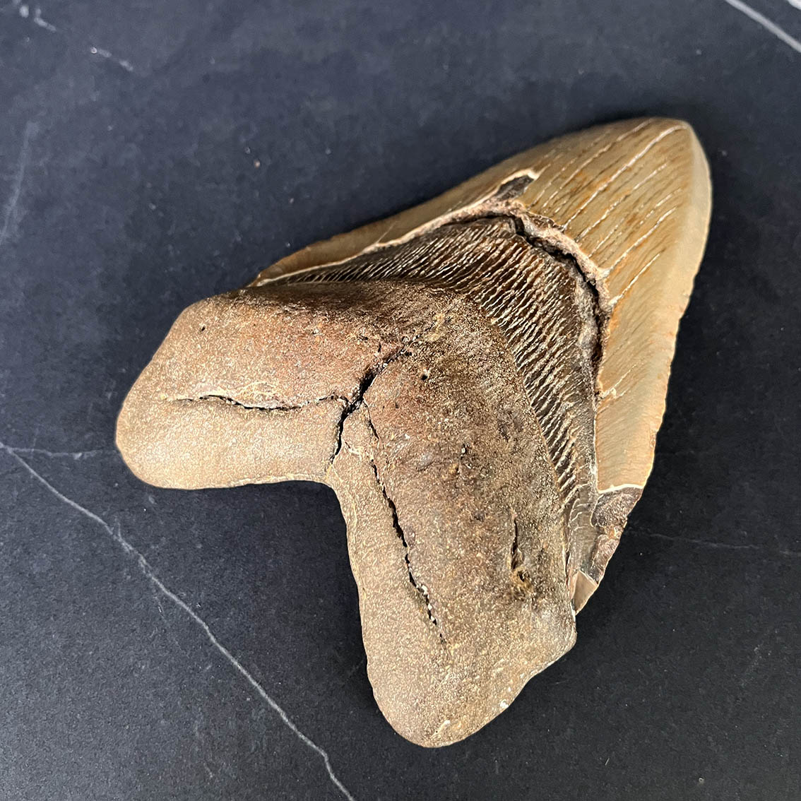 Megalodon Tooth No.72 - Image 9