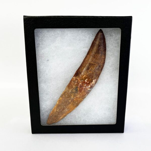 Carcharodontosaurus Rooted Tooth (Complete) - Image 4