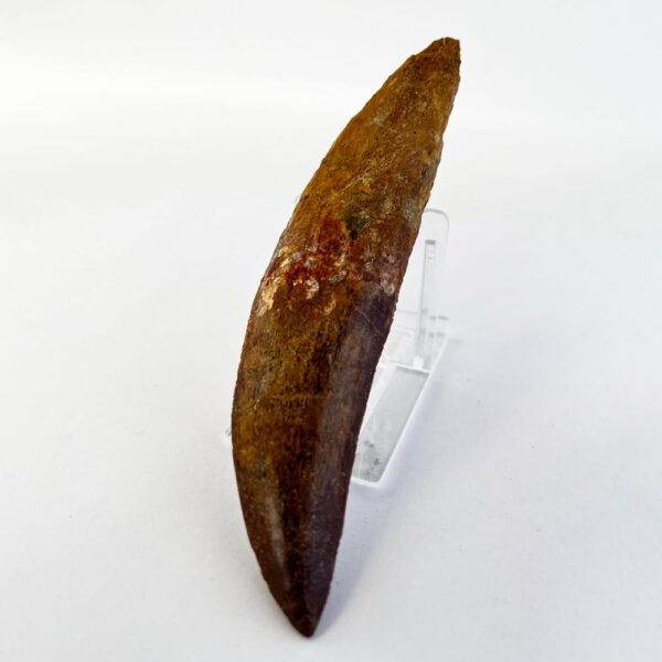 Carcharodontosaurus Rooted Tooth (Complete) - Image 7