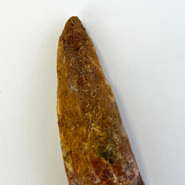 Carcharodontosaurus Rooted Tooth (Complete) - Image 3