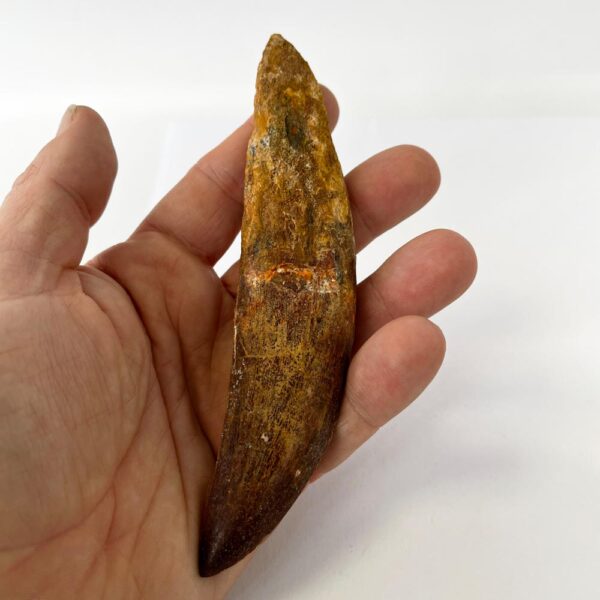 Carcharodontosaurus Rooted Tooth (Complete) - Image 8