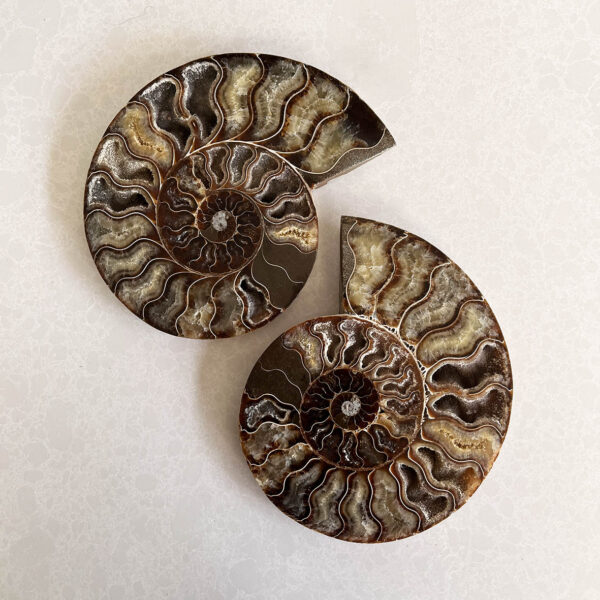 Ammonite Fossil for sale